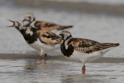 Ruddy Turnstones