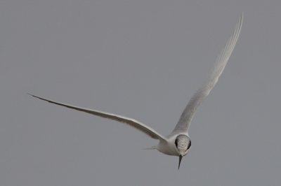 Forster's Tern