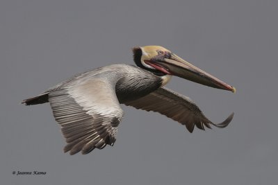 Brown Pelican