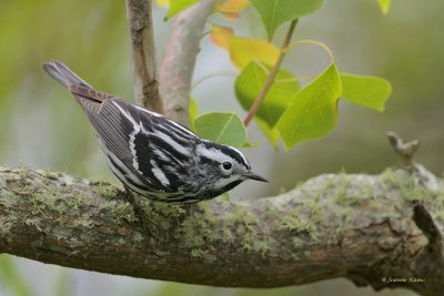 Black and  White Warbler