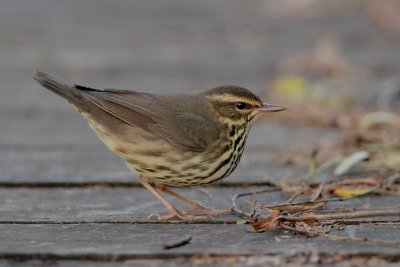 Northern Waterthrush