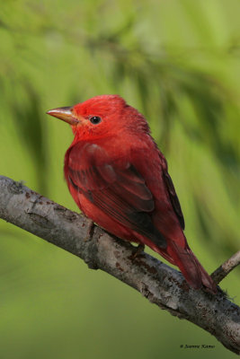 Summer Tanager