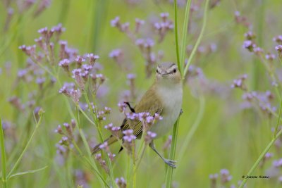 Red-Eyed Vireo