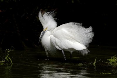 Snowy Egret