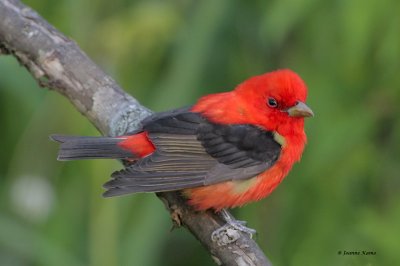 Scarlet Tanager