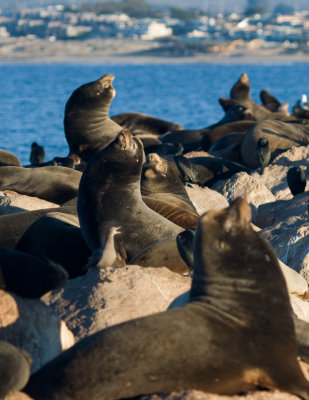Marine Mammals