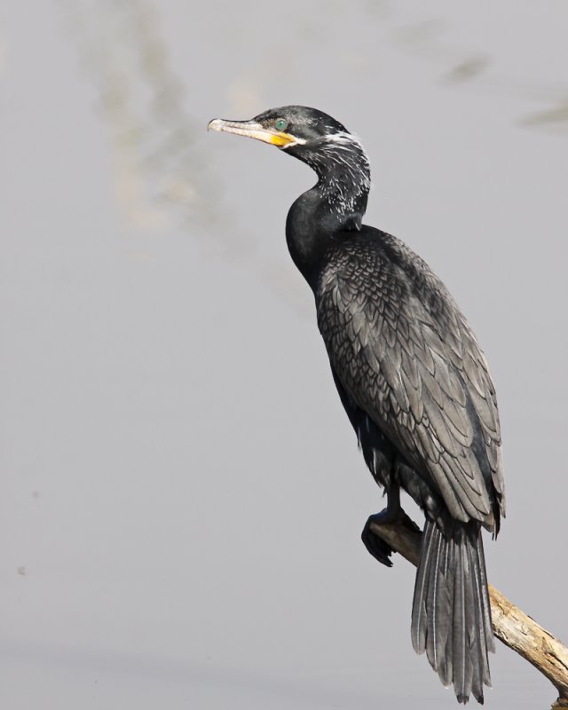 Img_2569_NeoTropCormorant_8x10x100.jpg