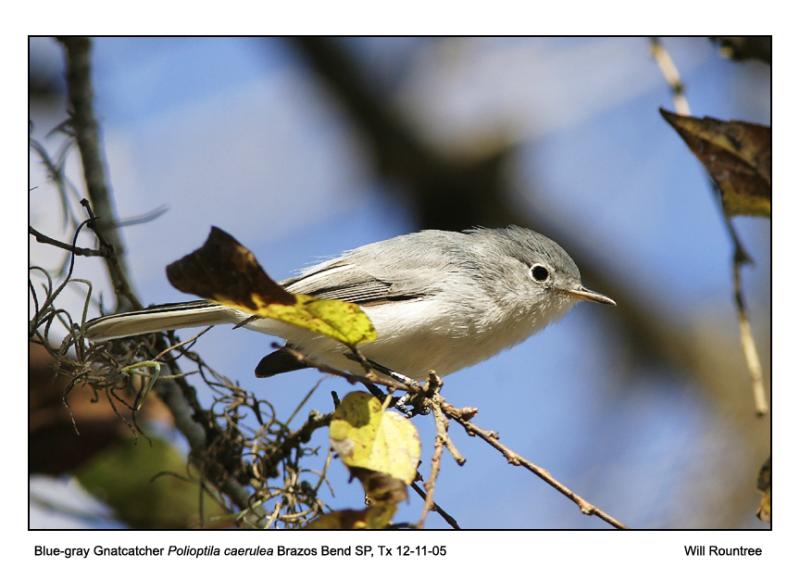 IMG_5405_BgGnatcatcher_12x72.jpg