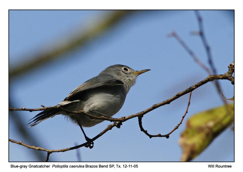 IMG_5500_BgGnatcatcher_12x72.jpg