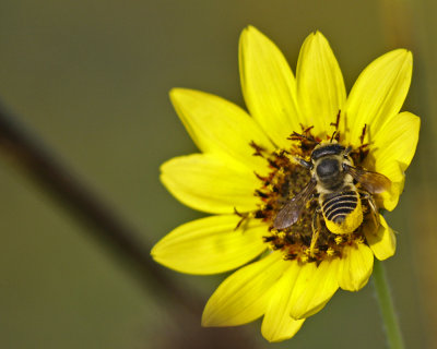 40D_08252008 021_bee.jpg