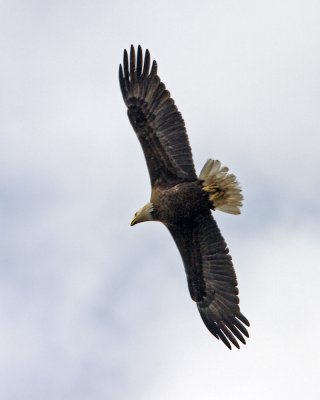 g3/41/351841/3/109264910.p4cYcS26.jpg