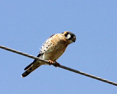 Img_1455_Kestrel_10x100.jpg