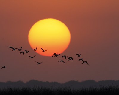 img_1974_avoset_sunset.jpg