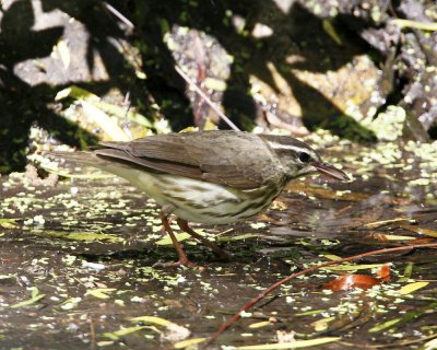 img_2555_LaWaterthrush_100x10.jpg