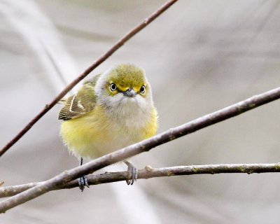 img_3039_White-eyedVireo_100x10_L.jpg