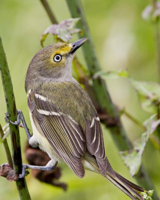 img_3063_White-eyedVireo_100x10.jpg