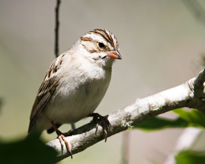 img_4747_Clay-ColSparrow_100x10.jpg