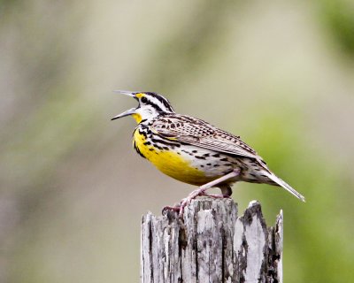 img_5493_EMeadowlark_100x10.jpg