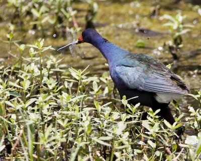 img_6500_PGallinule_100x10.jpg