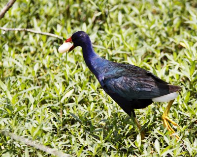 img_6507_PGallinule_100x10.jpg