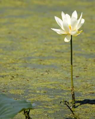 img_6781_Lotus_100x10.jpg