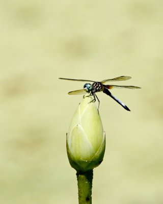 img_6815_Dragon_100x10.jpg