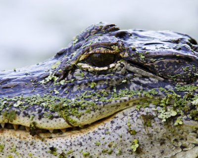 img_6864_Gator_100x10.jpg