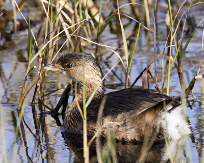 Img_2475_PbGrebe_8x10x100.jpg