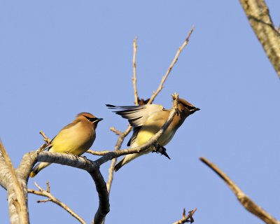 Img_2981_CedarWaxwing_8x10x100.jpg