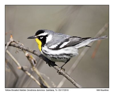 IMG_5674_Yellow-thrWarbler_11x72.jpg