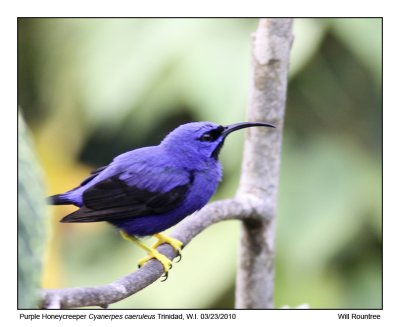 IMG_5939_PurpleHoneycreeper_11x72.jpg