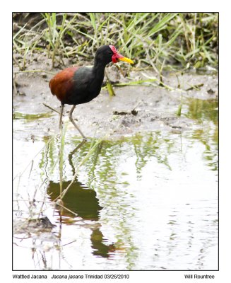 IMG_8340_WattledJacana_10x72.jpg