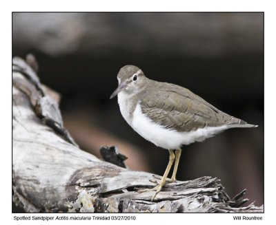 IMG_9170_SpottedSandpiper.jpg