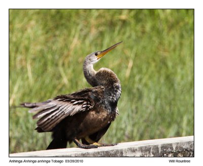 IMG_9318_Anhinga.jpg