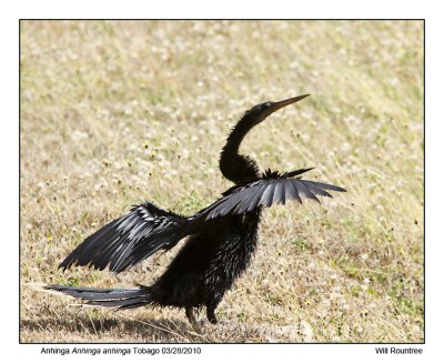 IMG_9334_Anhinga.jpg