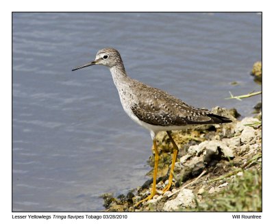 IMG_9338_LesserYellowlegs.jpg