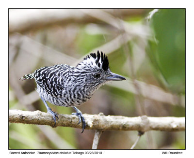 IMG_9737_BarredAntshrike.jpg