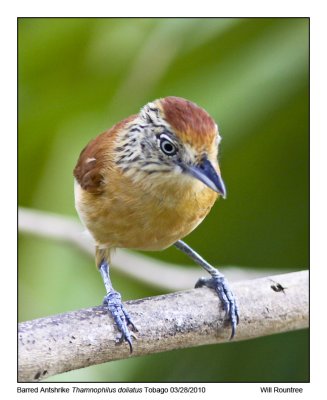 IMG_9758_BarredAntshrike.jpg