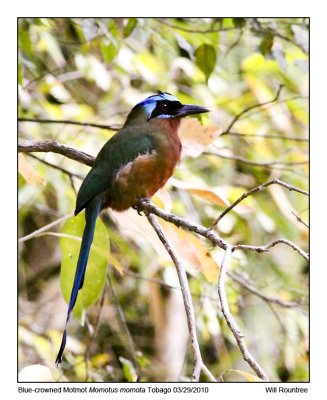 IMG_9919_Blu-crwnMotmot.jpg