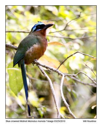 IMG_9925_Blu-crwnMotmot.jpg