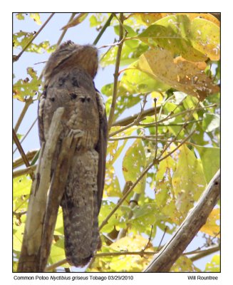 IMG_0278_CommonPotoo.jpg