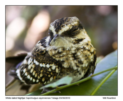 IMG_1010_Wht-tailNightjar.jpg