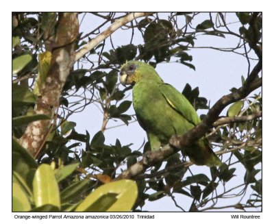 IMG_8685_OrangewingParrot_10x72.jpg