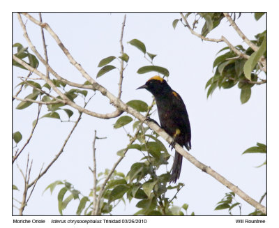 IMG_8833_MoricheOriole_10x72.jpg