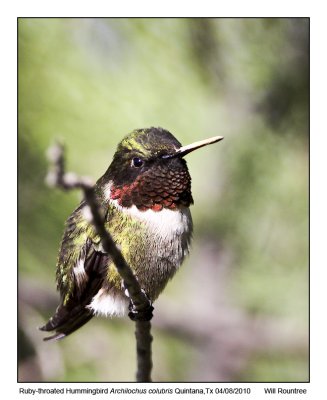 IMG_1212_Ruby-troatHummer.jpg