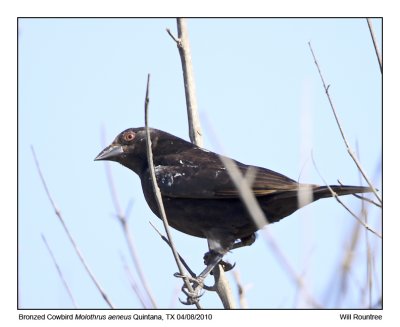 IMG_1230_BronzedCowbird.jpg