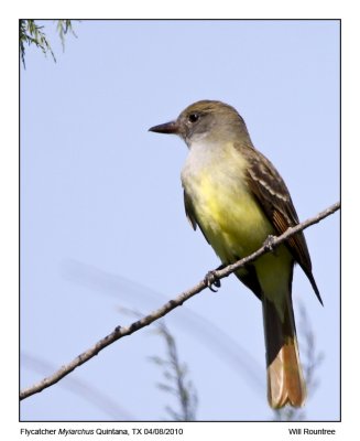 IMG_1258_Flycatcher.jpg