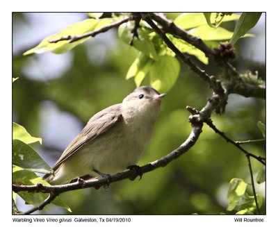 IMG_2050_WarbVireo.jpg