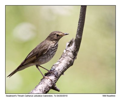 IMG_2256_SwainsonThrush.jpg