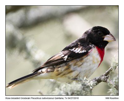 IMG_0182_Rose-breastedGrosbeak.jpg